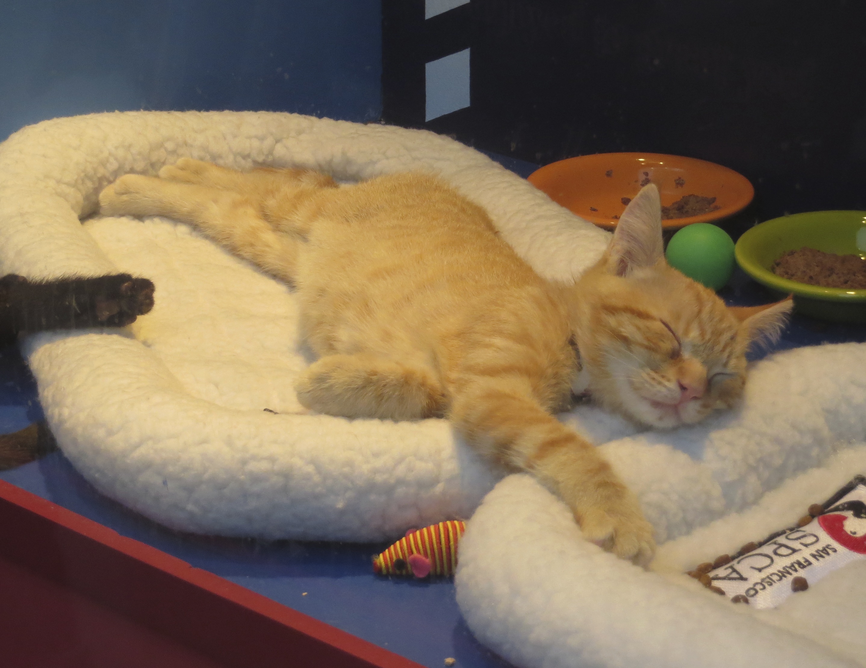 Marmalade Tiger Tabby Kitten Sleeping Sprawled Out On Two Cat Beds