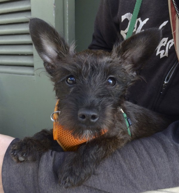 Schnauzer Mix Puppy With Huge Ears