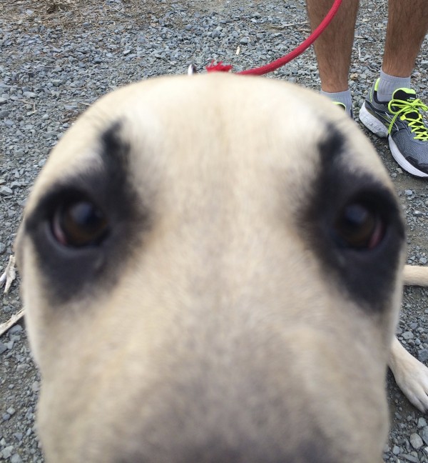 Black-Mouth Cur Puppy Staring Into The Camera