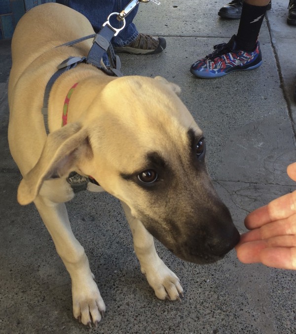 Black-Mouth Cur Puppy Sniffing Someone's Hand