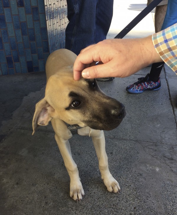 Black-Mouth Cur Puppy Being Petted