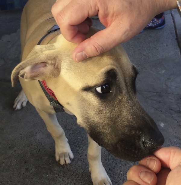 Black-Mouth Cur Puppy Being Petted And Sniffing Someone's Hand
