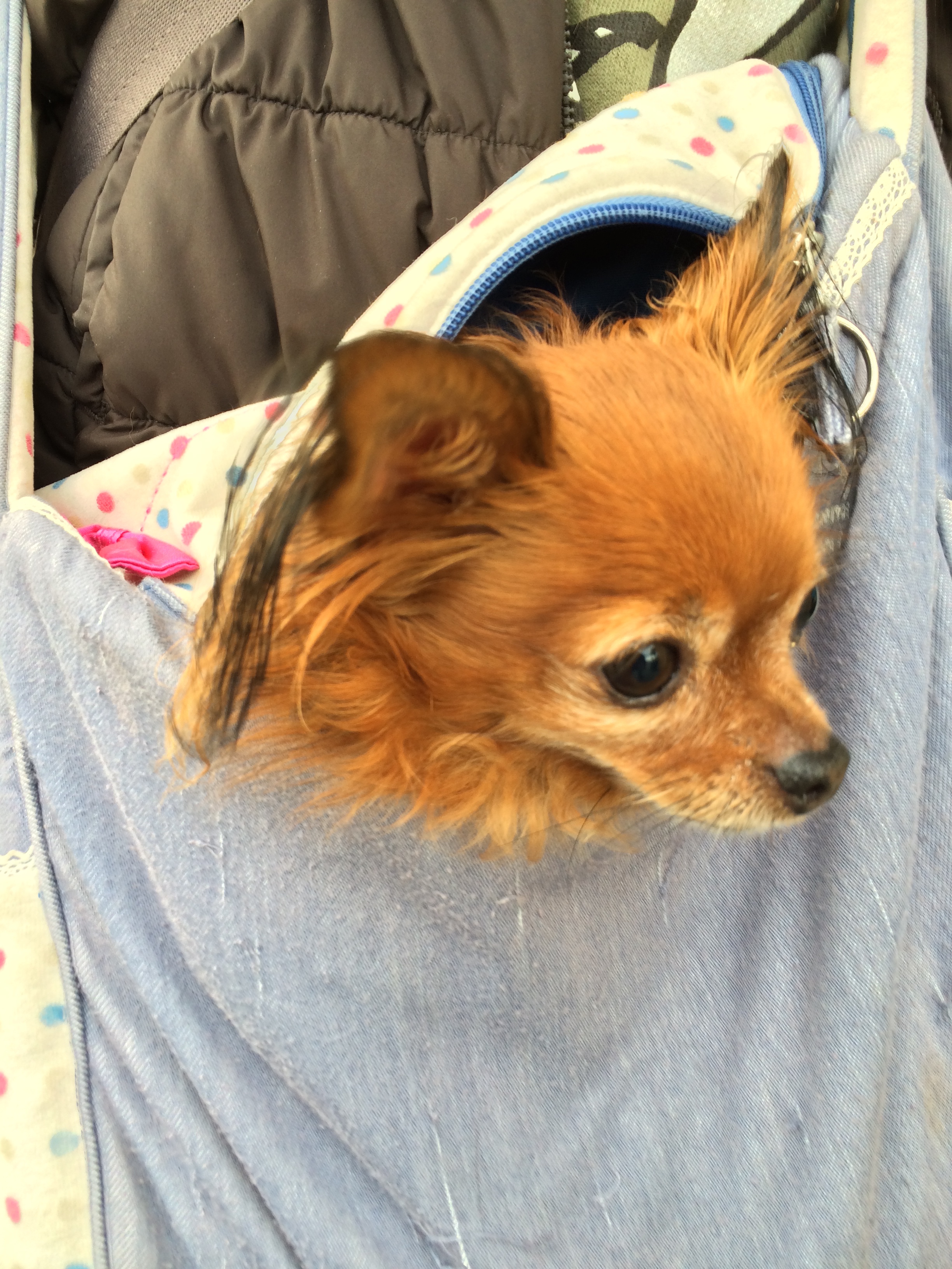 Chihuahua In A Shoulder Bag