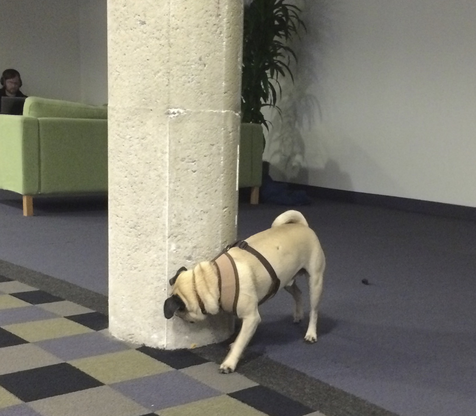 Pug Sniffing A Cement Column In An Office