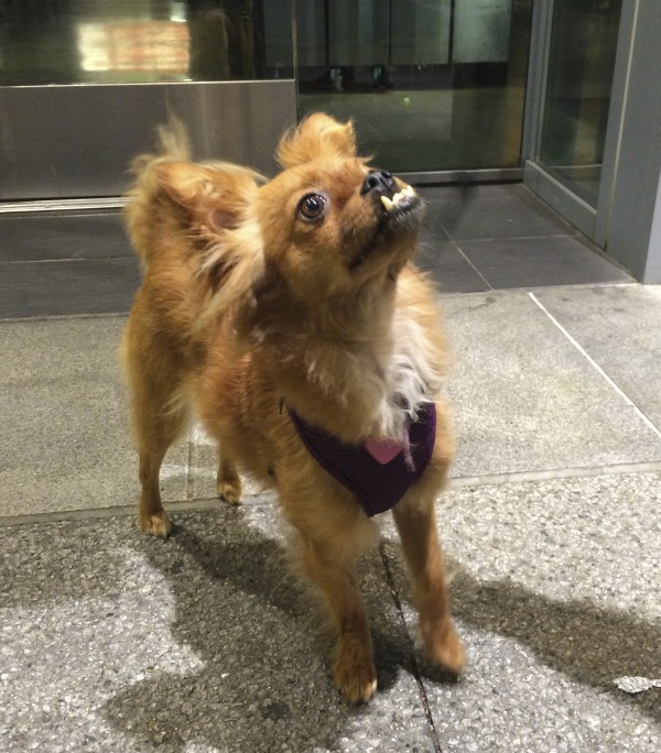 Brown Chihuahua/Papillon Mix With Hilarious Underbite