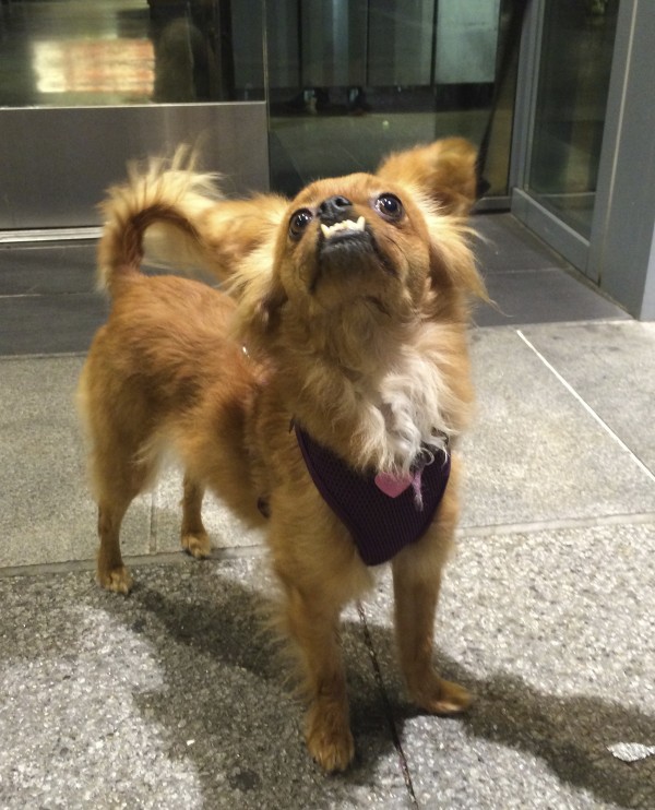Brown Chihuahua/Papillon Mix With Hilarious Underbite