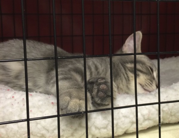 Grey Tiger Tabby Kitten Sleeping