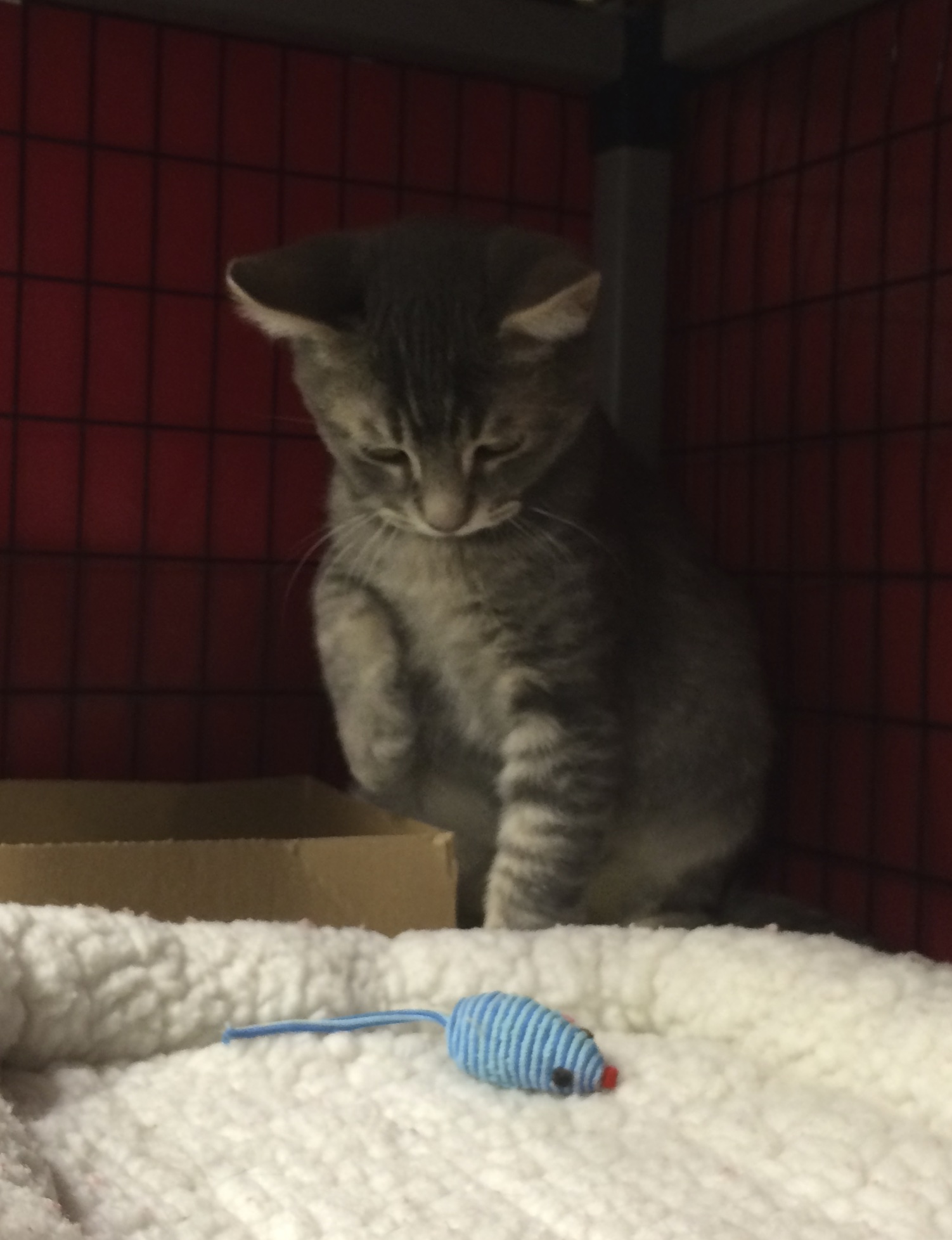 Grey Tiger Tabby Kitten Standing Over Toy Mouse