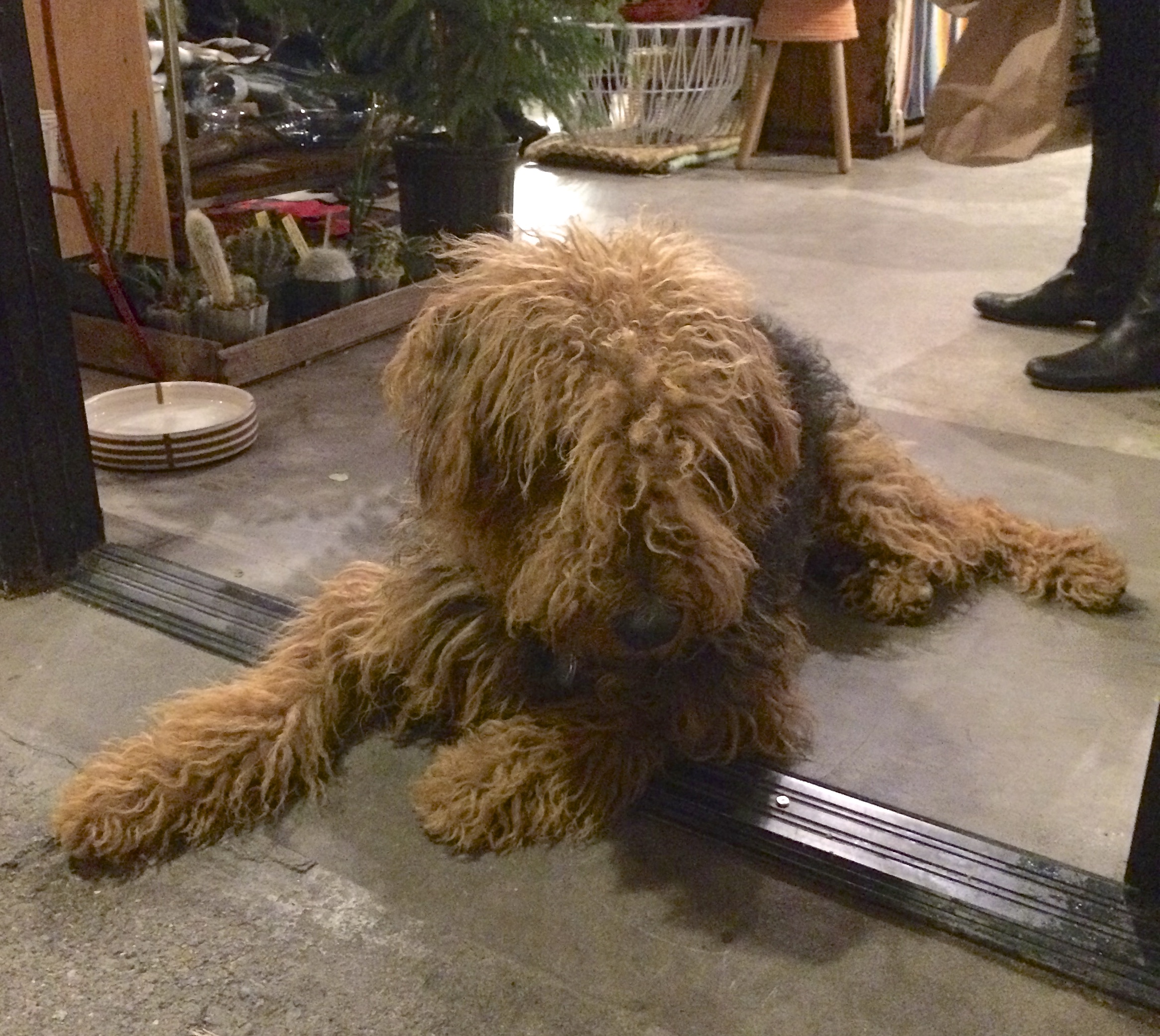 Fuzzy Airedale Terrier In A Store Doorway