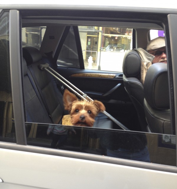 Yorkshire Terrier In A Car Window