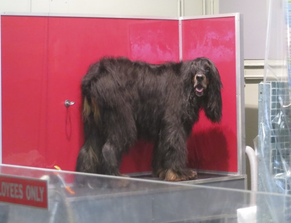 Gordon Setter Who Has Not Been Trimmed In Months