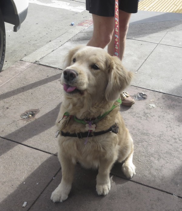 Golden Retriever Looking Snide And Sticking Tongue Out