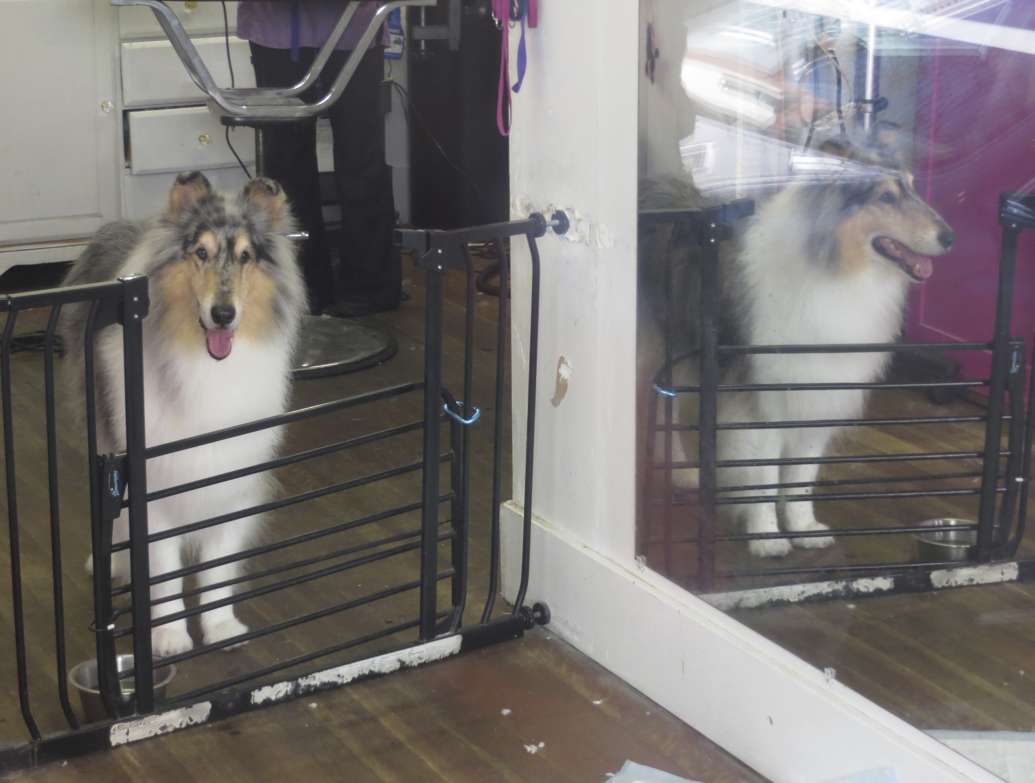 Blue Merle Collie Standing Next To A Mirror