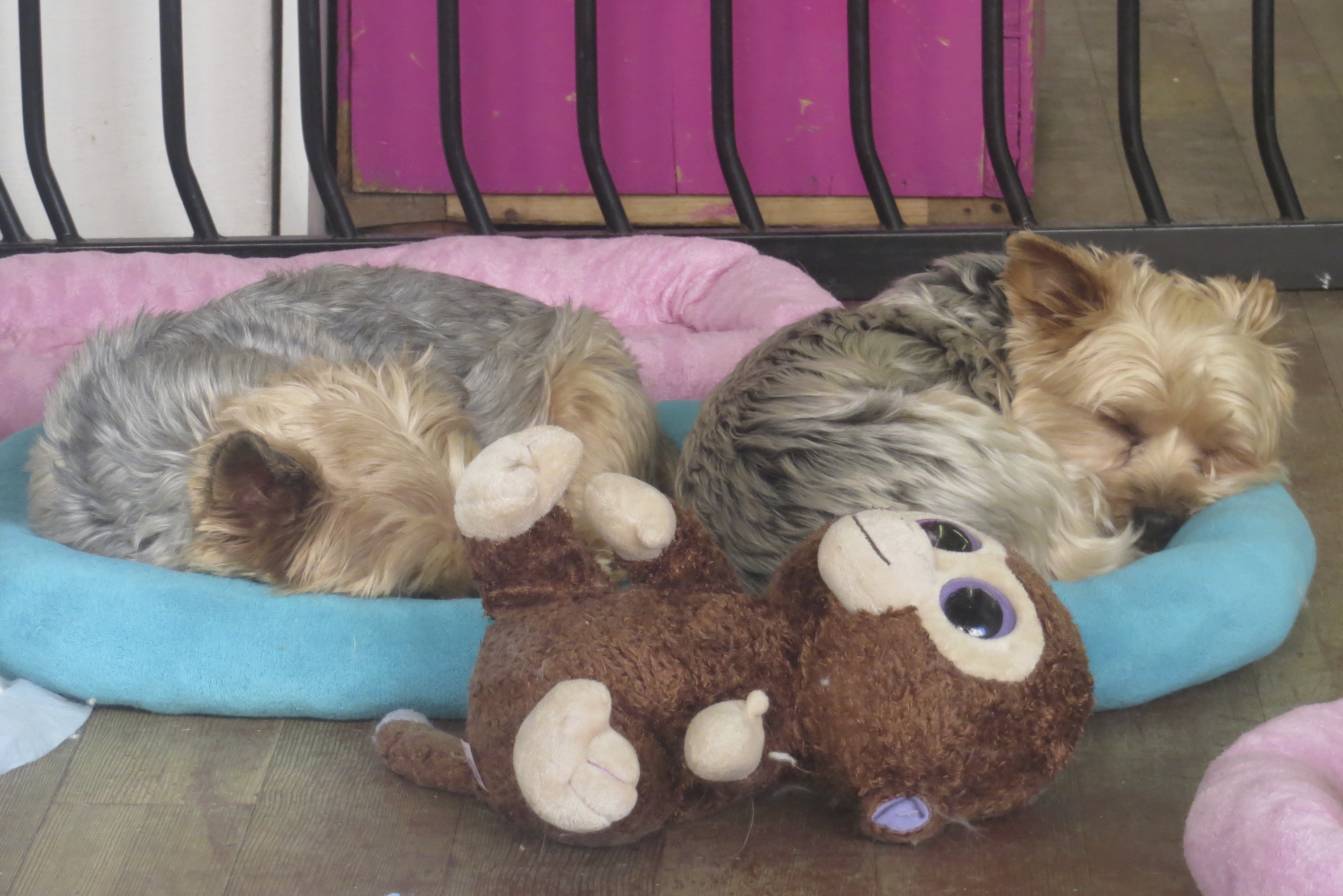 Two Sleeping Yorkshire Terriers And a Stuffed Animal On A Dog Bed