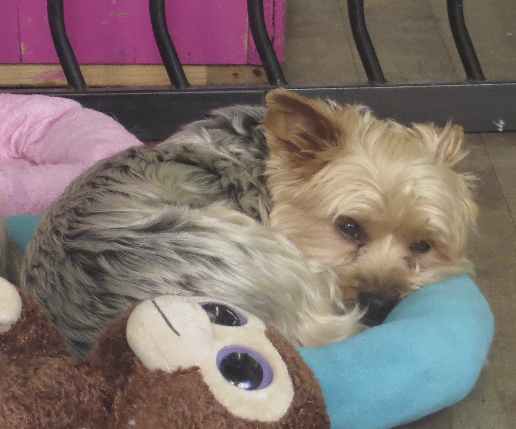 Yorkshire Terrier Curled Up On A Dog Bed