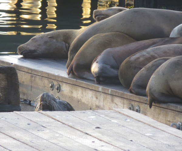 Row Of Sea Lion Tails On Pier 39 San Francisco