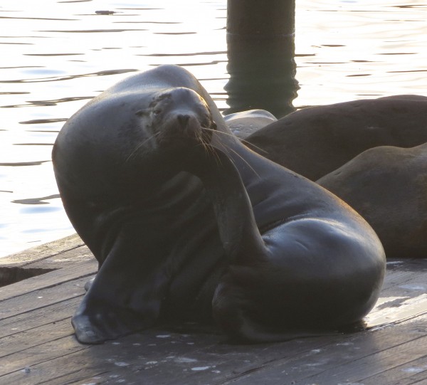 Male Sea Lion Scratching His Face With His Tail Flipper, Pier 39, San Francisco