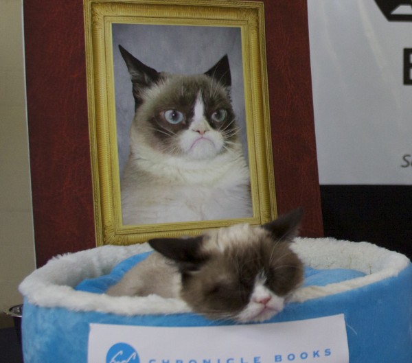 Grumpy Cat Sleeping In Front Of A Photograph Of Herself