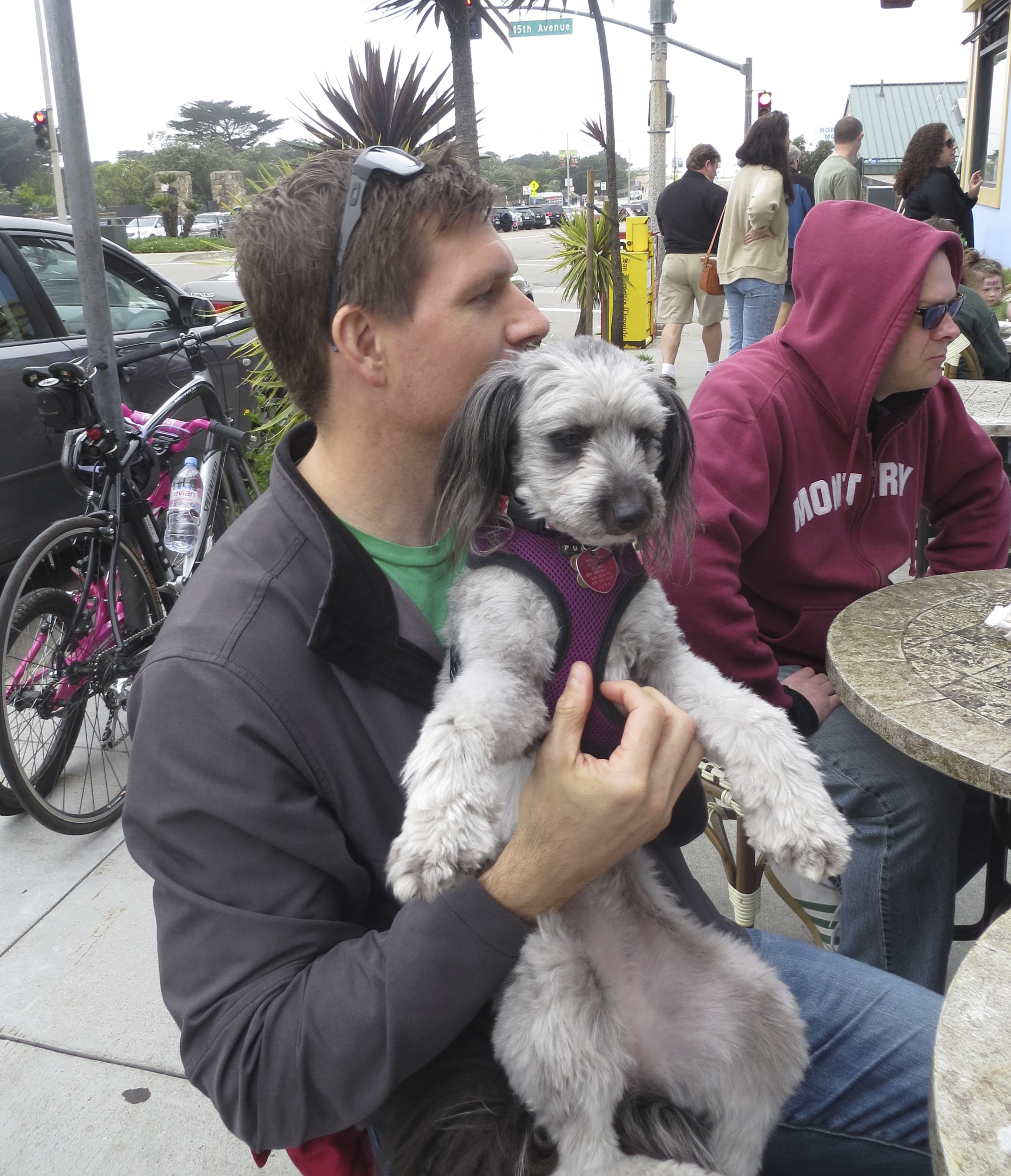 Man With Schnauzer/Poodle Mix In His Lap, Petting Its Chest