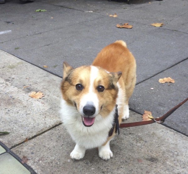 Red And White Pembroke Welsh Corgi Looking Delighted