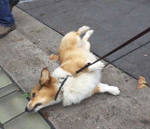 Red And White Pembroke Welsh Corgi Trying To Roll Over