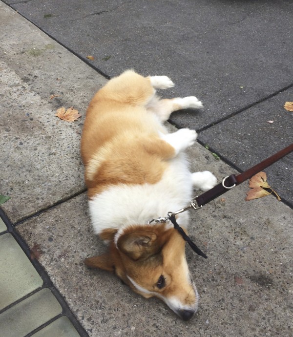 Red And White Pembroke Welsh Corgi Lying On His Side