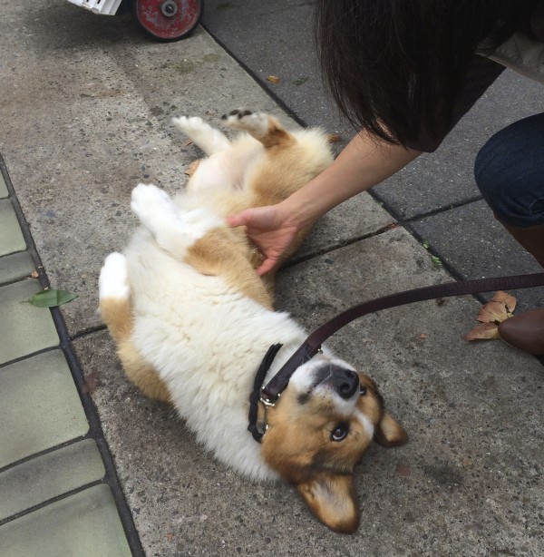 Woman Helping Red And White Pembroke Welsh Corgi Roll Over