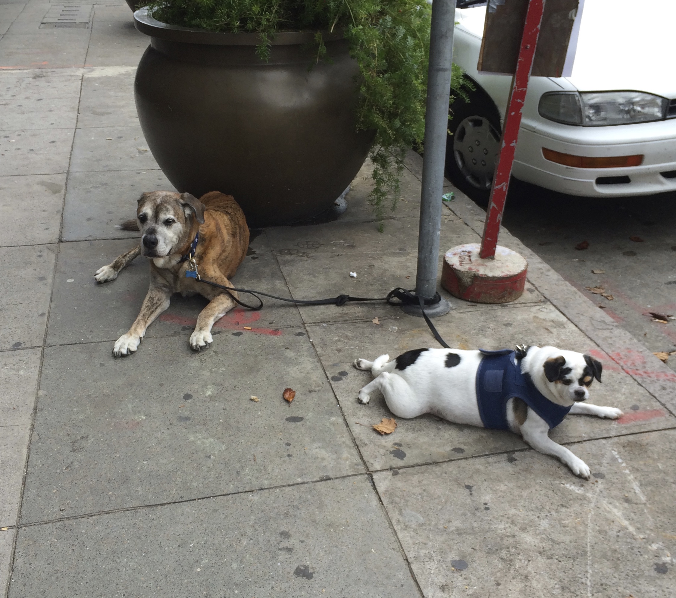 Two Dogs Tied To A Parking Meter