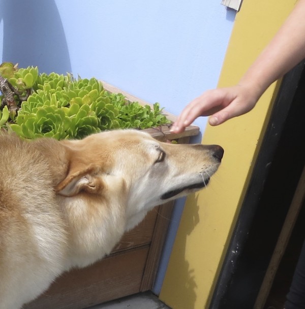 Woman Petting Husky/German Shepherd/Labrador Retriever Mix Who Has His Eyes Closed