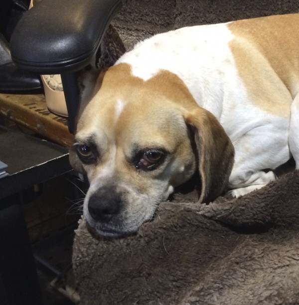 Pug Beagle Mix Lying In A Chair