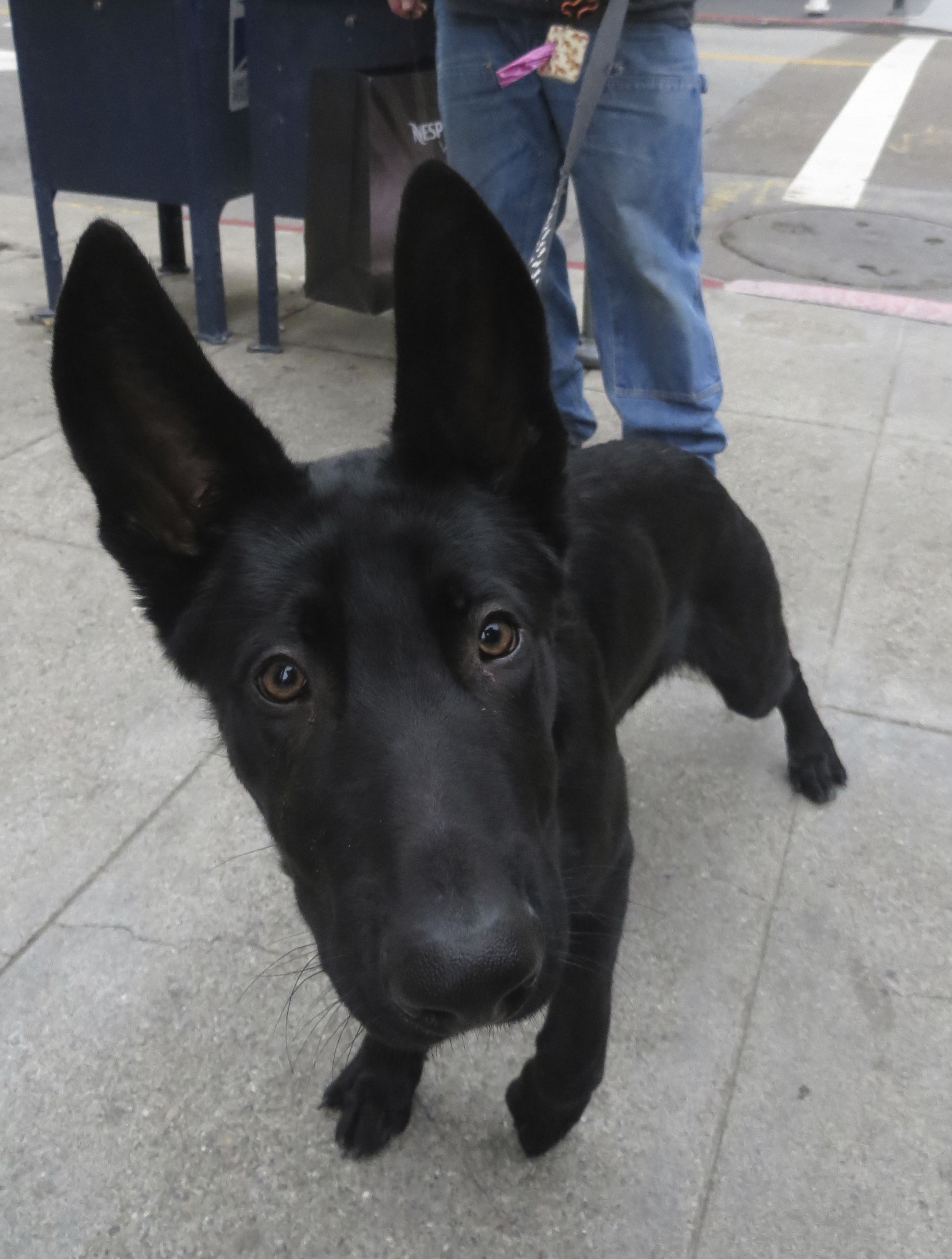 Young Black German Shepherd With Humongous Ears Staring Curiously Into Camera