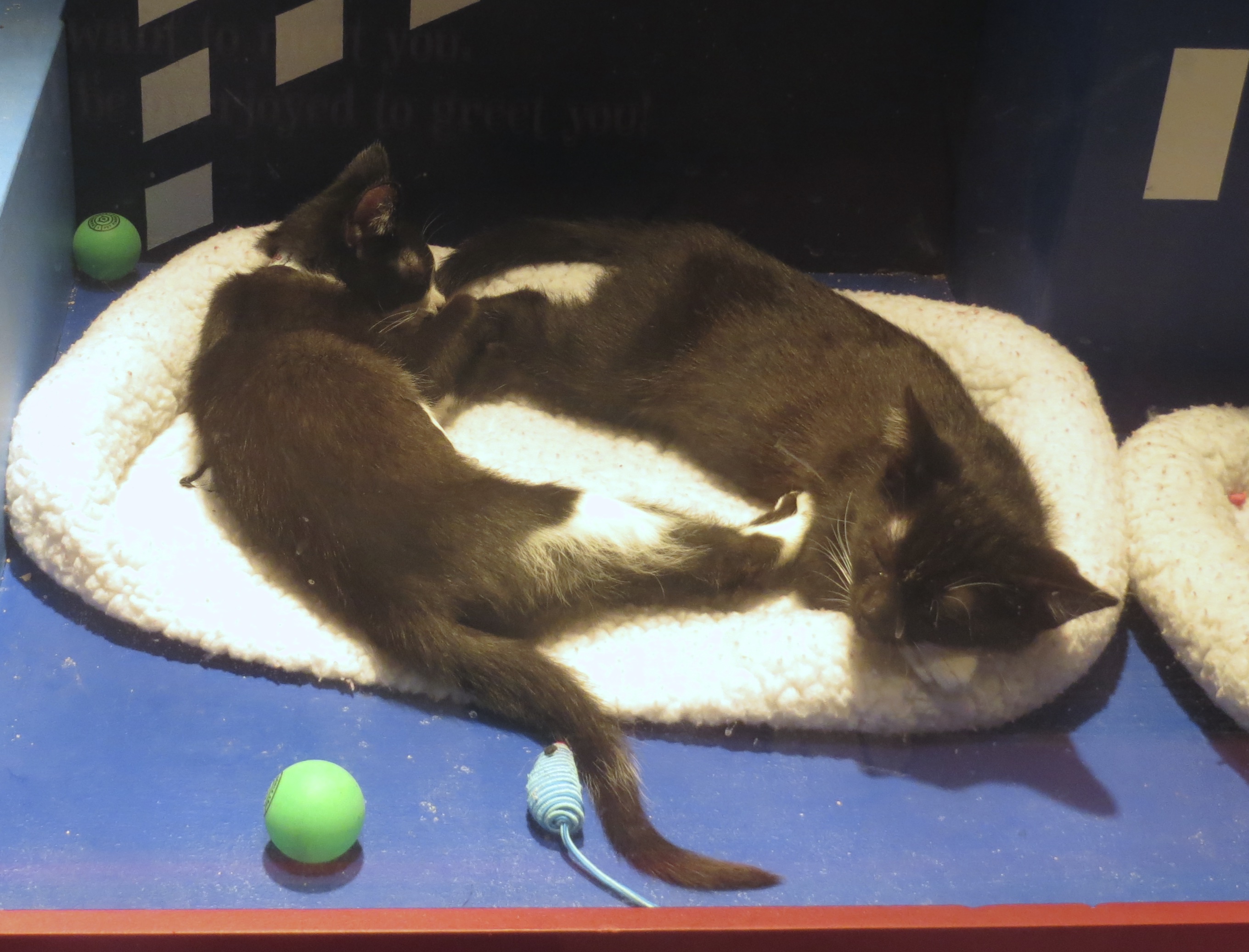 Two Tuxedo Kittens Sleeping On A Cat Bed