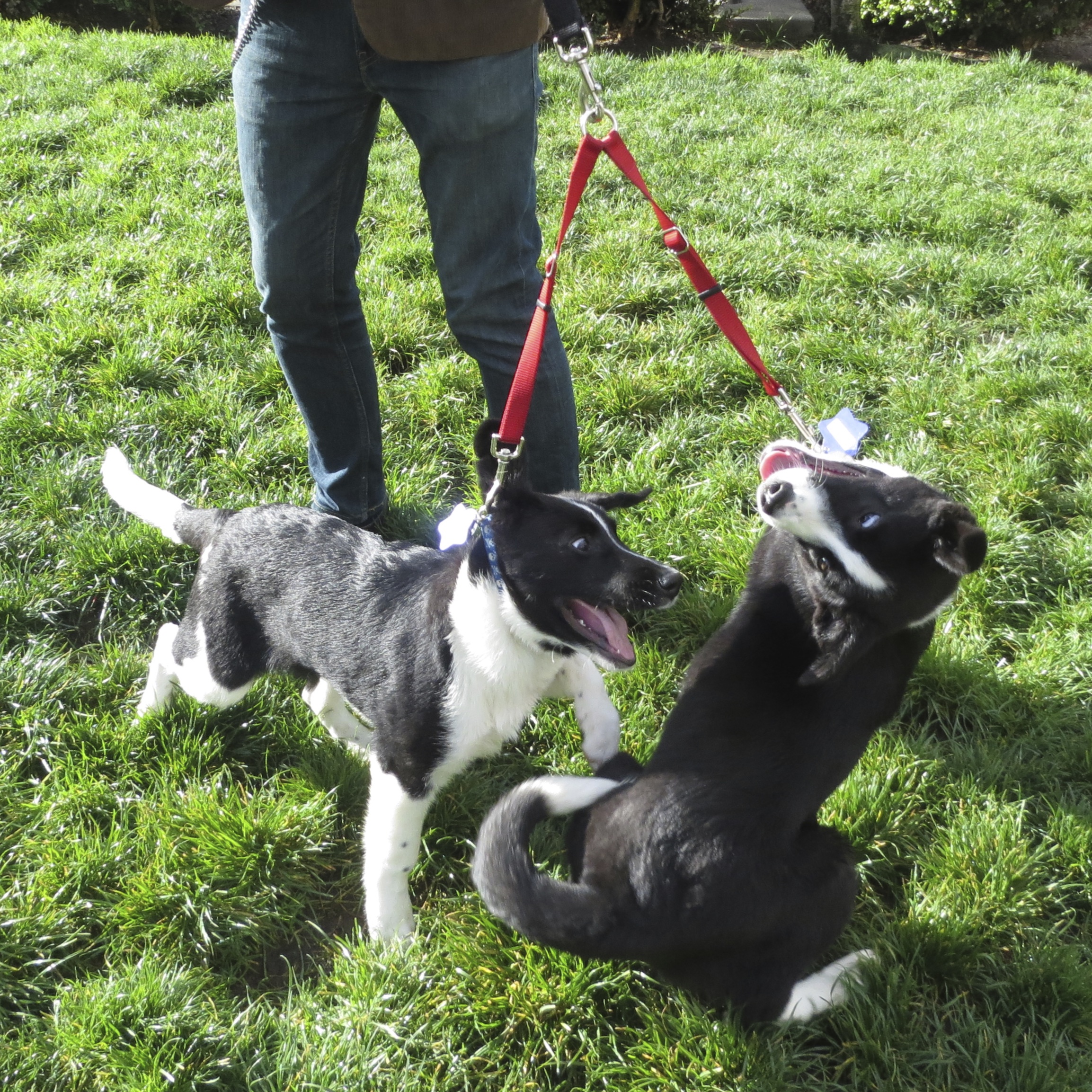 Two Black And White Border Collie Puppies Being Really Goofy And Silly