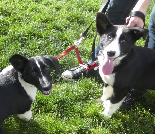 Two Black And White Border Collie Puppies With One Ear Up And One Ear Down