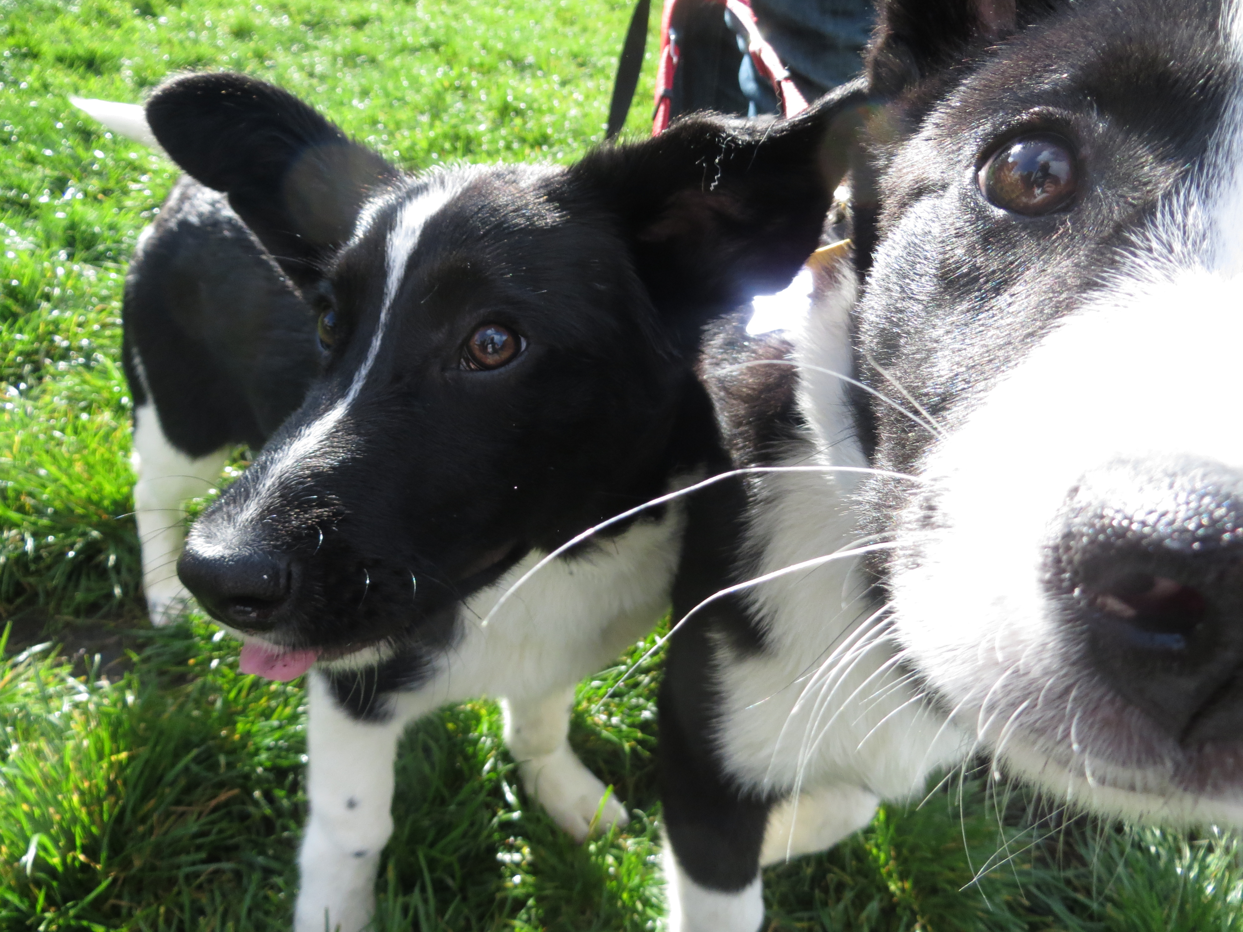 Two Black And White Border Collies, One Sniffing The Camera