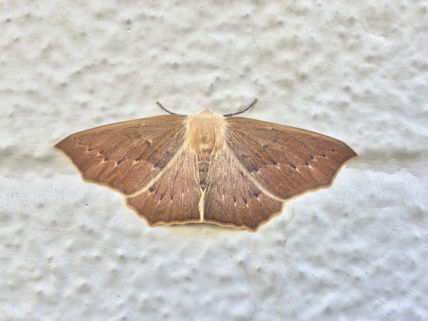 Brown Moth Of Some Kind