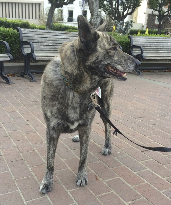 Brindled Australian Cattle Dog Mix With Huge Ears