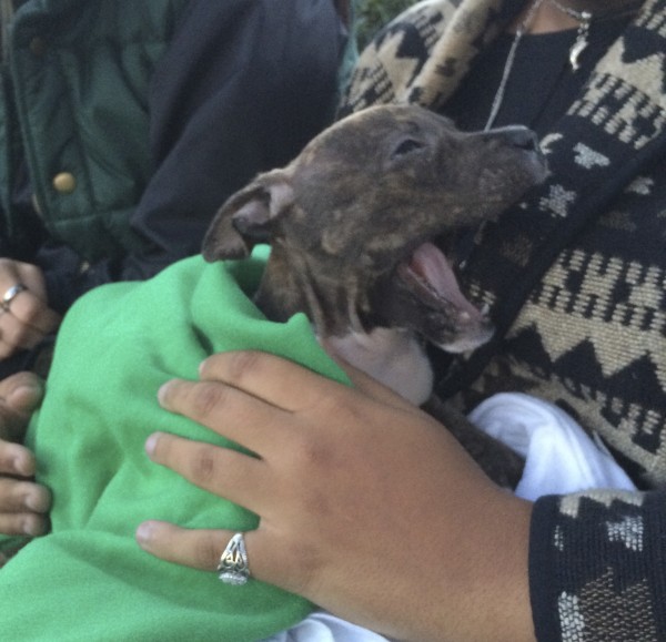4-Week-Old Brindled American Pit Bull Terrier Puppy Held By Woman And Yawning