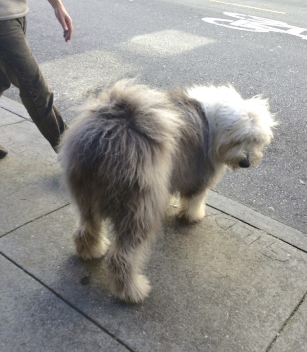 Fluffy Backside Of A Grey And White Old English Sheepdog