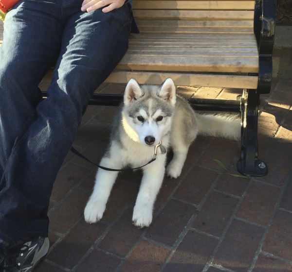 Silver Husky Puppy Retreating Under A Bench