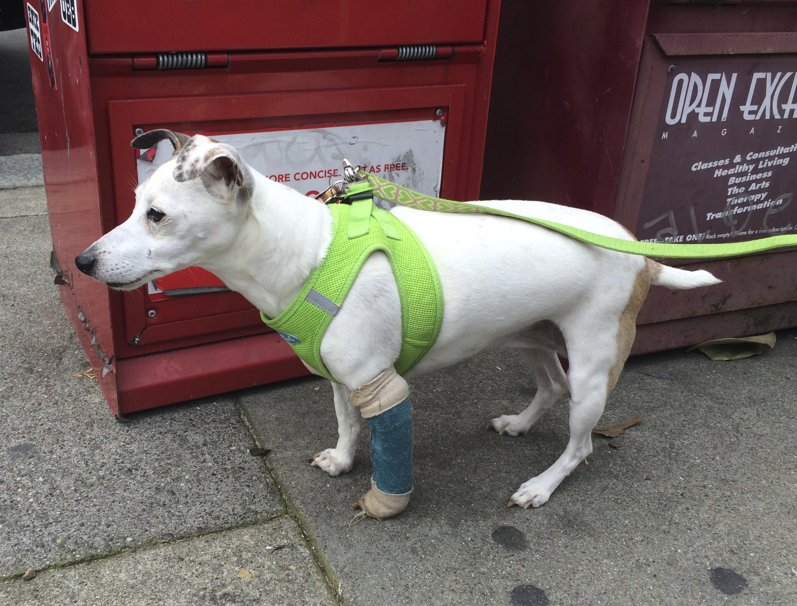 Jack Russell Terrier Italian Greyhound Mix With Wrapped Leg
