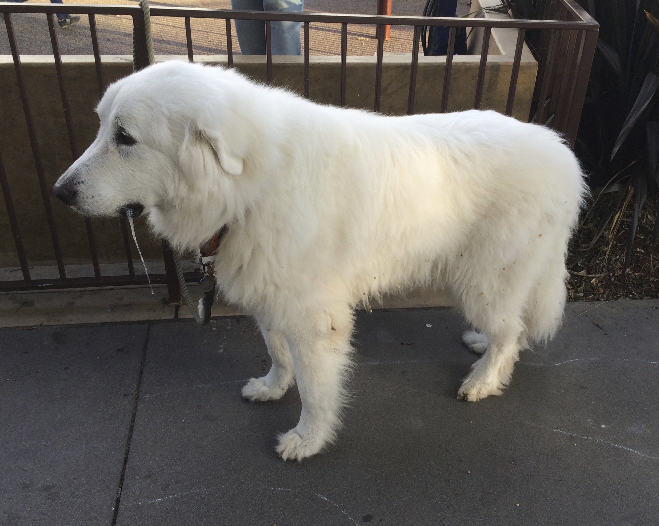 Great Pyrenees Drooling Rather Heavily