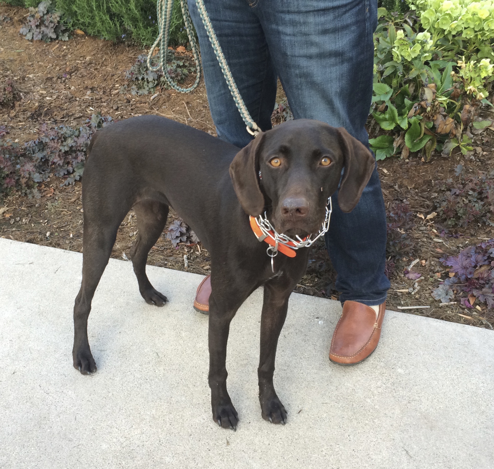 Solid Liver German Shorthaired Pointer