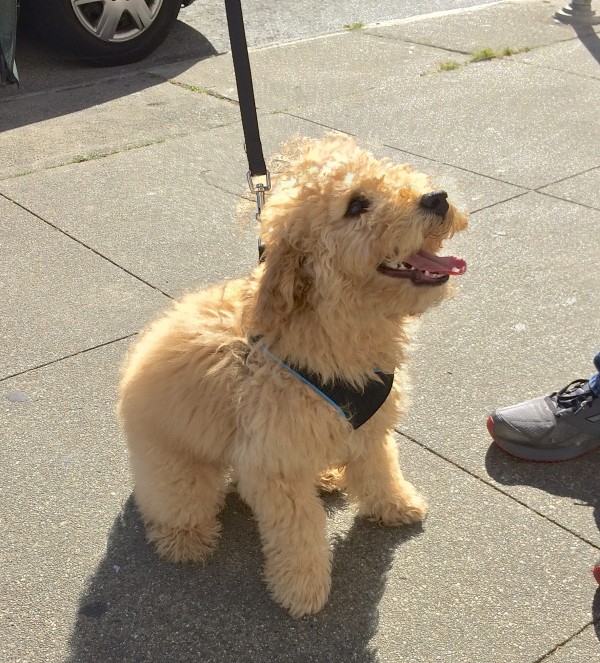 Goldendoodle Puppy Grinning