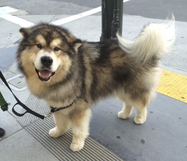 Wooly Black And White Alaskan Malamute Looking Delighted
