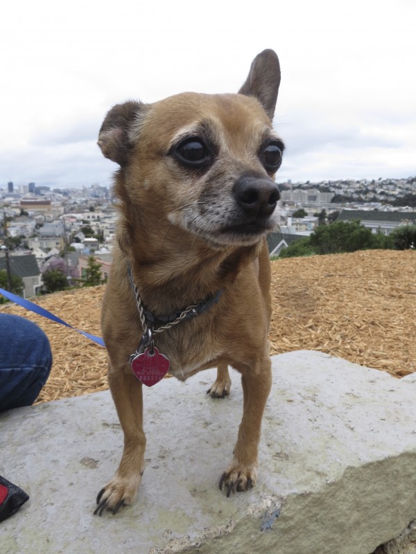 Chihuahua Standing In Front Of Cityscape