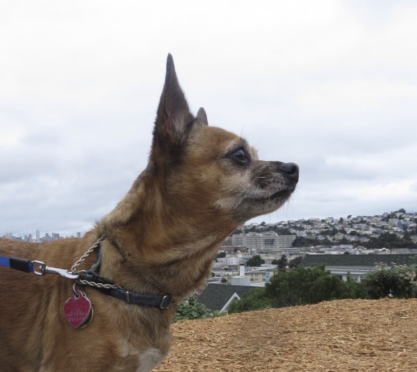 Chihuahua With Cityscape Behind Him