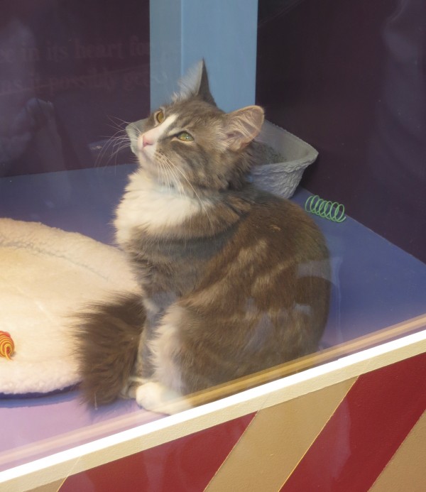 Grey Fluffy Long-Haired Cat In Store Window