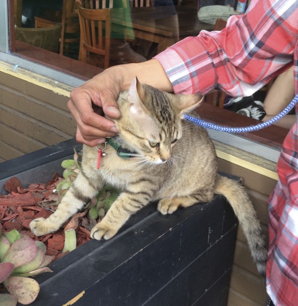 Man Petting Leashed Tiger Tabby Cat