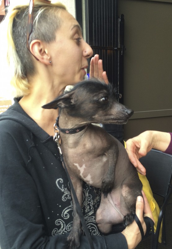 Woman Holding Miniature Mexican Hairless (Xoloitzcuintle) Dog